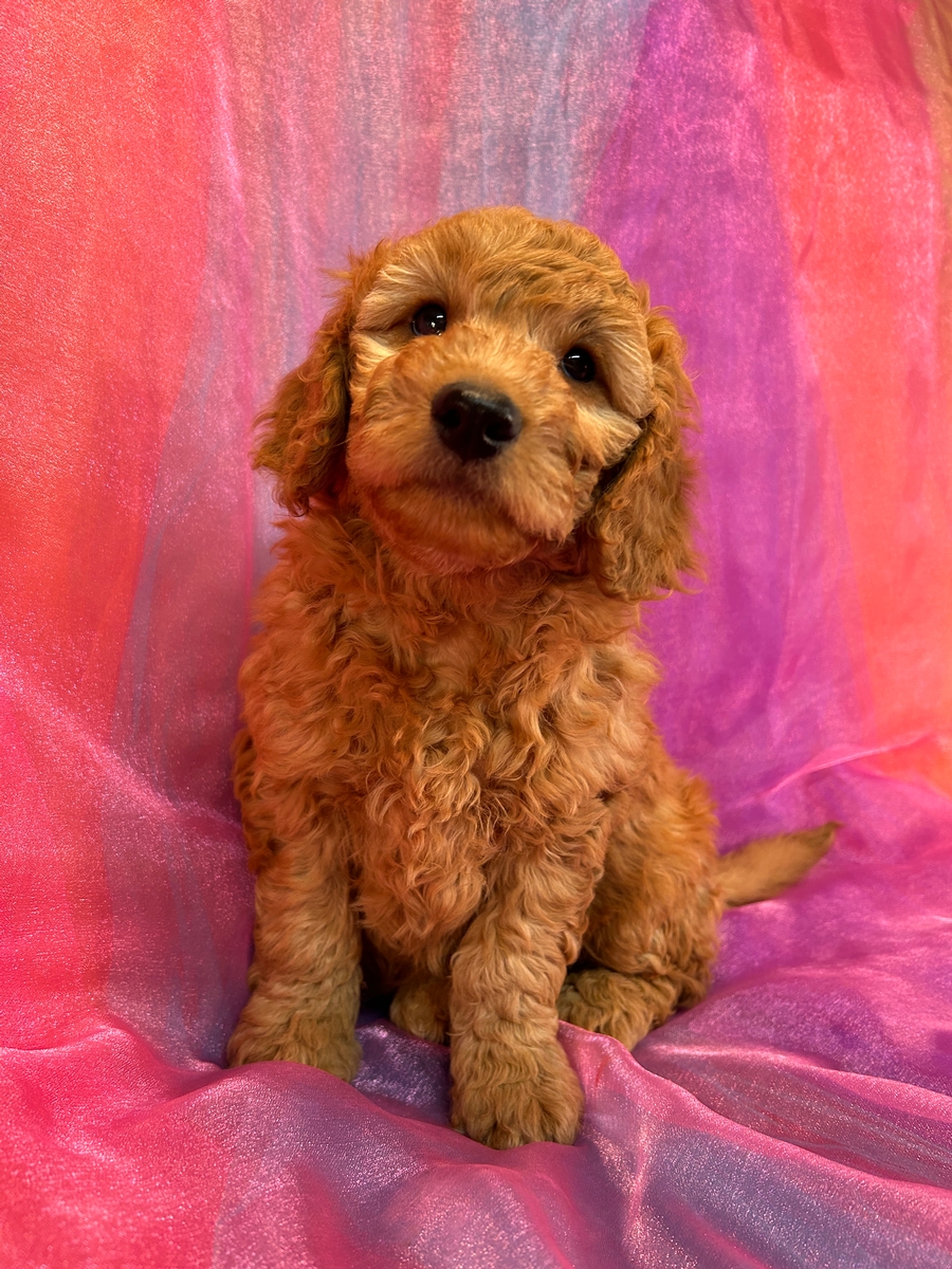 New Lower Price!  Male Mini Goldendoodle Pup for Sale DOB 10-4-2024 $750